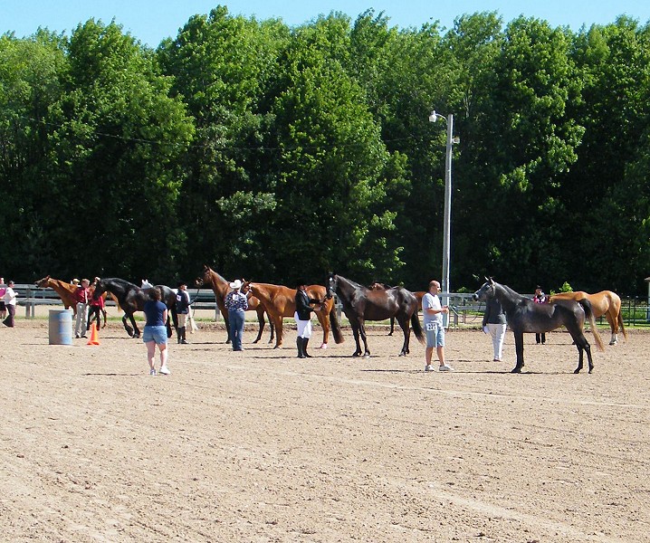 Friesian Heritage Horse Show